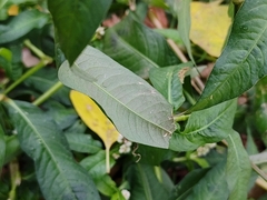 Persicaria lapathifolia