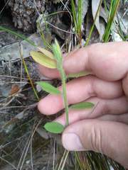Bossiaea stephensonii
