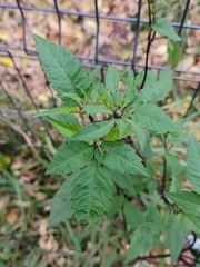 Bidens frondosa