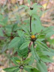 Bidens frondosa