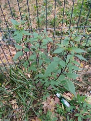 Bidens frondosa