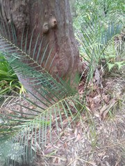 Macrozamia spiralis