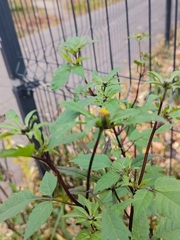 Bidens frondosa