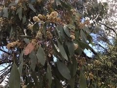 Eucalyptus populnea