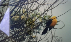 Gymnomystax mexicanus