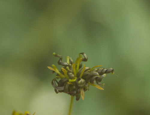 Bidens torta, photograph 6