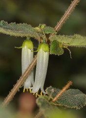 Correa aemula