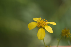 Bidens torta