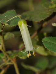 Correa aemula