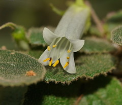 Correa aemula
