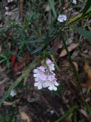 Prostanthera linearis