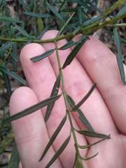 Prostanthera linearis
