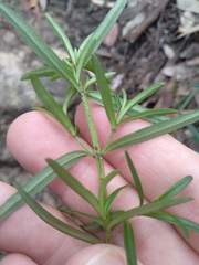 Prostanthera linearis