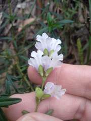 Prostanthera linearis