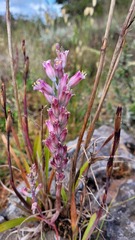 Lachenalia salteri