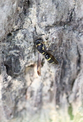 Parancistrocerus hongkongensis