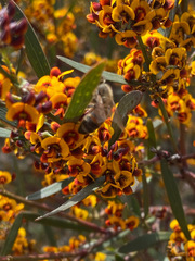 Daviesia leptophylla