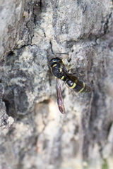 Parancistrocerus hongkongensis