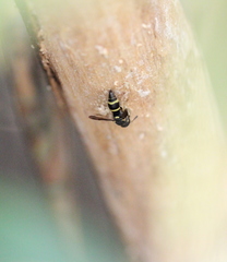 Parancistrocerus hongkongensis