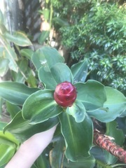 Costus woodsonii