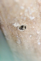 Parancistrocerus hongkongensis