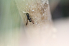 Parancistrocerus hongkongensis