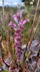 Lachenalia salteri