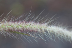 Cenchrus polystachios