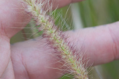 Cenchrus polystachios