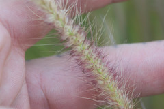 Cenchrus polystachios