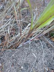 Cenchrus polystachios