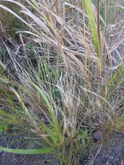 Cenchrus polystachios