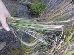 Cenchrus polystachios