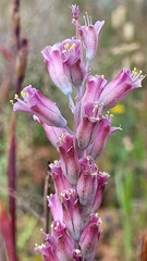 Lachenalia salteri