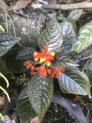 Chrysothemis pulchella