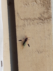 Rhynchium marginellum