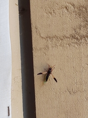 Rhynchium marginellum