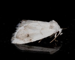 Niphopyralis