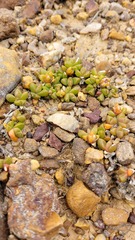 Disphyma dunsdonii