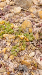 Disphyma dunsdonii