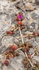 Disphyma dunsdonii