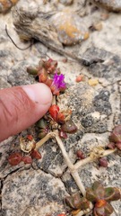 Disphyma dunsdonii