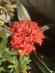 Ixora coccinea