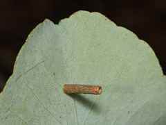 Hemibela