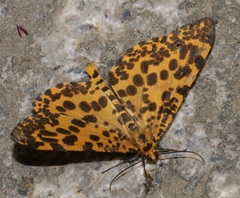 Epobeidia tigrata tigrata