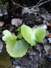 Adiantum reniforme image