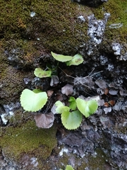 Adiantum reniforme image