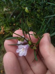 Prostanthera linearis