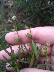Prostanthera linearis