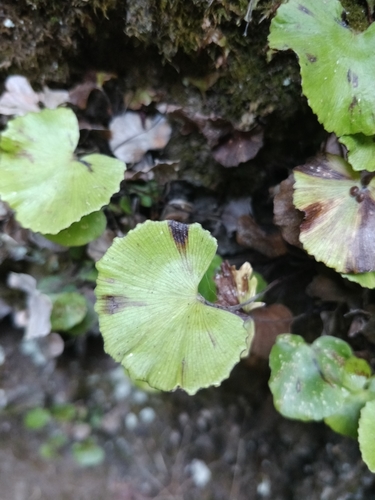 Adiantum reniforme image